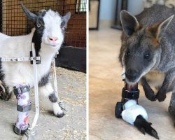 Man On Mission To Help Disabled Animals, Makes Prosthetics For 25000 Animals