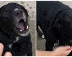 Dog Who Loves The Beach Throws Hysterical Temper Tantrum When Mom Says “Let’s Go”
