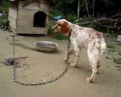 Dog Chained Up for 5 Years, See Him After He’s Set Free