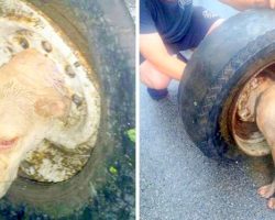 Firemen Baffled By Dog With Head Stuck In Tire, Attempt A Heart-Stopping Rescue
