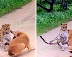 Leopard Tries To Ambush And Pounce On Dog, Doesn’t Expect The Dog To Fight Back