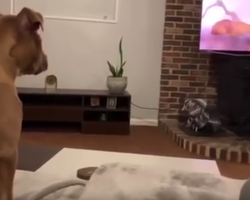 Dog Has Emotional Breakdown Watching The Lion King’s Saddest Scene