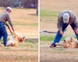 Dog Loves The Park Too Much, Gives Dad A Hard Time When It’s Time To Leave