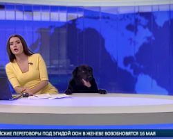 Playful Pooch Pops Up During Live Broadcast, Nearly Startles Anchor Off Her Seat
