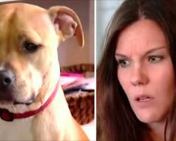 Mom is woken by strange growl from pit bull, rushes into son’s room to witness dog’s actions