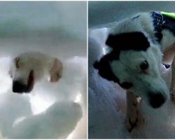 Thrilling Footage Shows Dog Saving Man In Avalanche From Victim’s Perspective