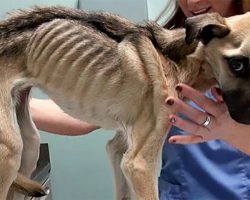Skeletal dog almost starved to death rescued by animal lovers – now see her miraculous recovery