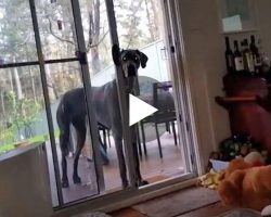 Dog tells his dog it’s bath time. His Great Dane knows exactly what to do
