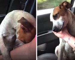 Dog brings rescuer to tears with his show of thanks and gratitude