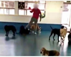 Staff Member At Doggy Daycare Caught On Camera Kicking Dogs