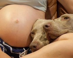 Dogs wait patiently for brother to be born. Their reaction when they finally meet is going viral