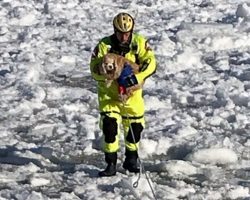 Firemen Rescue Petrified 16-Year-Old Dog Who Was Stranded In Middle Of Icy Lake