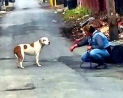 Stray Pit Bull In Alley Approaches Rescuer And Curls Into Her Lap