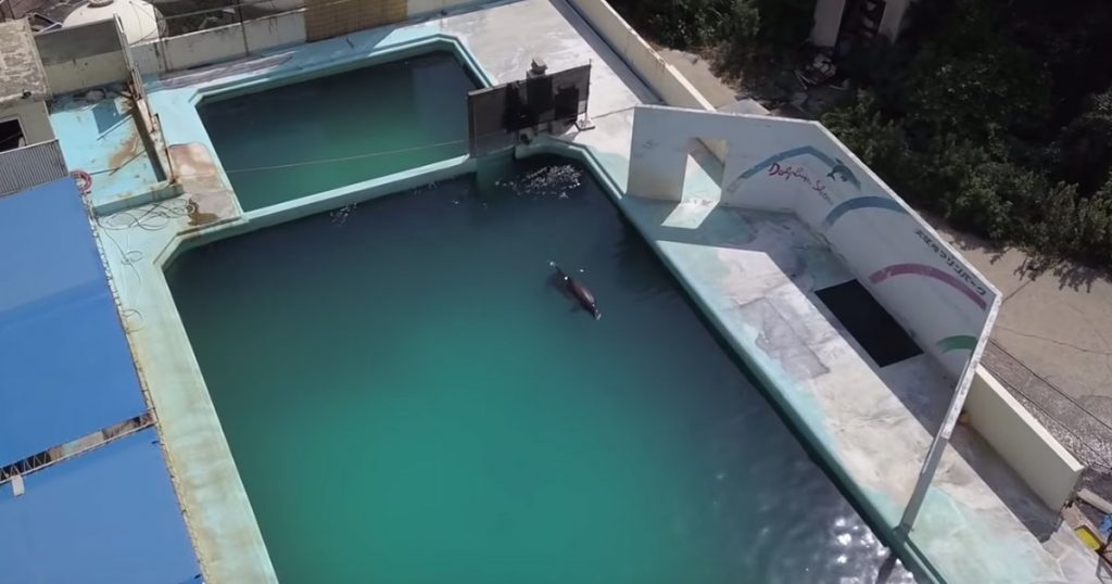 Defunct Aquarium Shuts Down, Staff Cruelly Abandon Dolphins, Penguins