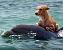 Dog falls into canal and starts to drown, until group of dolphins saves him in incredible manner