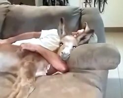 This Baby Donkey Thinks She’s A Lap Dog And Loves Snuggling On The Couch