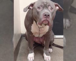 Shelter video shows the exact moment dog realizes she’s been abandoned