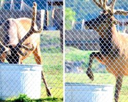 Elk Kept Dunking His Head In The Water, Anxious Zoo Staff Start Filming His Actions