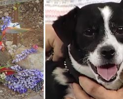 They Buried Their Dog After He Was Hit By A Car – The Next Morning, He Was At Their Door