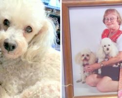 Service Dog Brutally Beaten Up By Robbers, Elderly Owners Forced To Euthanize Her