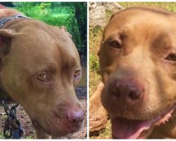 Courageous Women Build Freedom Fences To Break Dogs Off Chains