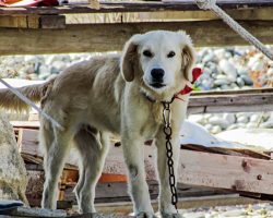 New Florida Bill Would Punish Owners Who Leave Pets Behind During Hurricanes