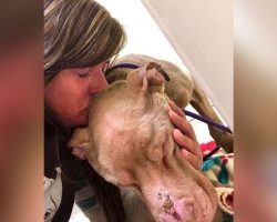 Rescue dog was dying of cancer, woman slept on shelter floor so he wouldn’t be alone