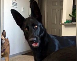 German Shepherd Hears A Child Crying For First Time – And Is In Total Disbelief