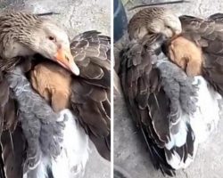 Abandoned Puppy Finds Love And Comfort In The Wings Of A Friend
