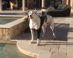 Deaf Dog Is Told He’s Not Allowed In The Pool, Throws Oscar-Worthy Temper Tantrum