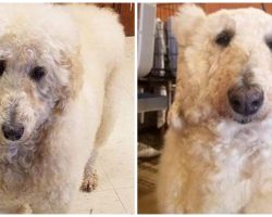 Dog Groomer Transforms Poodle Into Polar Bear In Hot New Trend