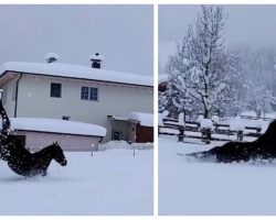 Horses have a blast dashing through the snow in viral video