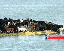 Rescuers fail to save 200 horses stranded on small land – then 7 women come up with unexpected plan