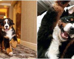 Loveable Bernese Mountain Dog Lives At Hotel, Cuddles Guests Every Chance He Gets