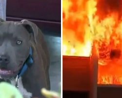 House burns to ground with baby inside, then mom sees pit bull dragging baby out by her diaper