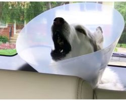 Husky Hysterically Complains About ‘Cone Of Shame’ As Anesthesia Wears Off