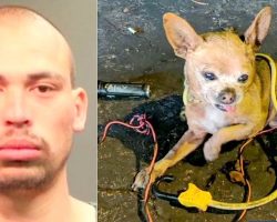 Ex-Felon Binds A Tiny Dog With Wires & Kicks Him Repeatedly, Dog Gravely Injured