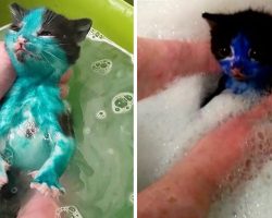They Put Two Kittens Through Horrible Abuse, But A Rescue Transformed Them Completely