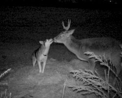 Dog Runs Away From Home To Make Friends With A Deer