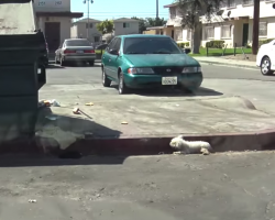 An Injured Dog Was Ignored On The Side Of The Street For 24 Hours