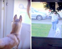 Bestie Dogs Separated As Puppies, See Each Other After Years On Valentine’s Day