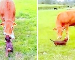 Dachshund Puppy Sees A Cow For The First Time, Jumps As Cow Starts Stalking Her