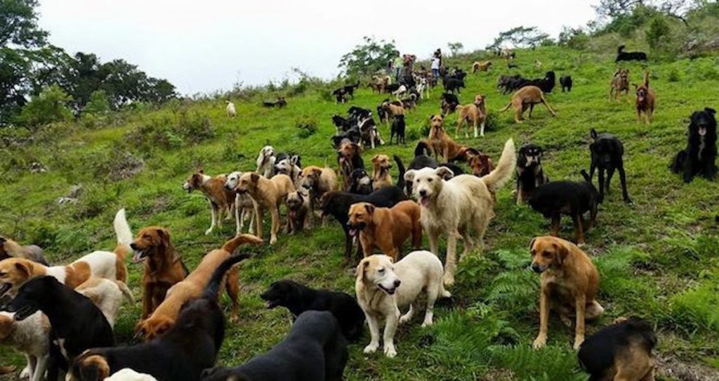 'Land Of Stray Dogs' Is Heavenly Refuge For Hundreds Of Stray Dogs