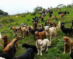 ‘Land Of Stray Dogs’ Is Heavenly Refuge For Hundreds Of Stray Dogs