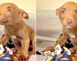Stray Pup Was Rescued From Busy Street Traffic, And Now She Can’t Stop Smiling