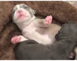 Litter of 3-Day Old Pups Dumped At Shelter Without Their Mother