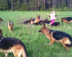 Little Girl Plays With 14 German Shepherds – This Is What Heaven Must Be Like