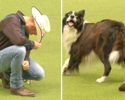 Cowboy & Border Collie Show Great Chemistry, Dazzle Crowd With Their Fancy Moves