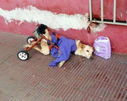 Paralyzed dog was dumped on street with dilapidated wheelchair and bag of diapers