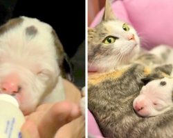 Newborn Pit Bull Pup Was Abandoned & Dying, So They Put Him Next To Cat’s Babies